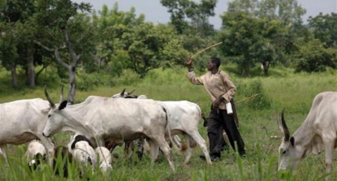 Northern reps back decision to ban open grazing in the south