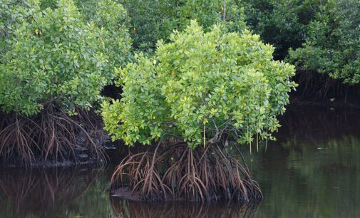 Oil spills: FG moves to restore mangroves in Ogoniland