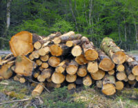 FG accuses states of protecting those engaging in deforestation