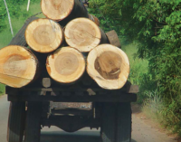 Climate Watch: Nigeria commits to forest protection, and CSO warns of tree felling