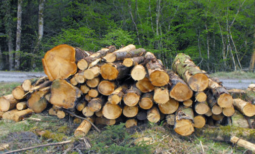 Climate change: Plateau to reactivate law against illegal tree felling