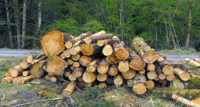 Foreigners engage in illegal tree felling in 16 states, activists raise the alarm