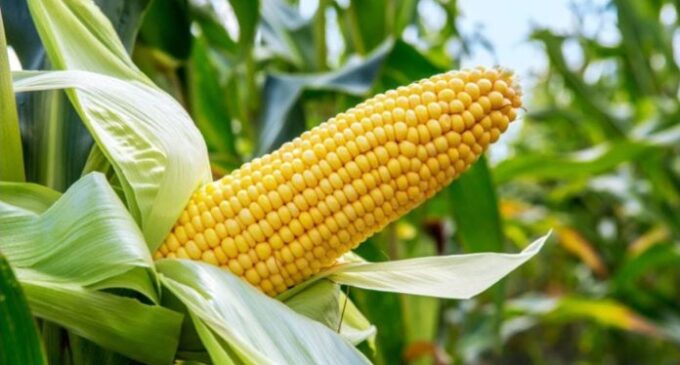 Emefiele: Nigeria to attain self-sufficiency in maize production next year