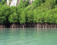 ANALYSIS: Usefulness of mangroves in fight against climate change
