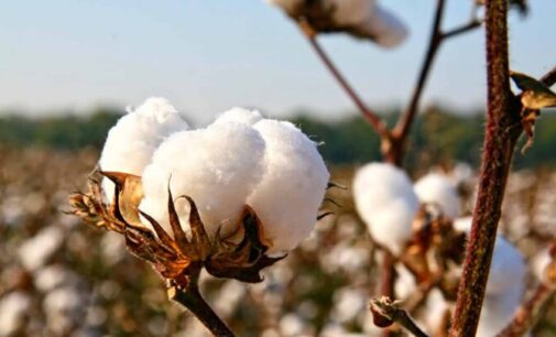 CBN: N44bn disbursed to 200,000 cotton farmers in three years