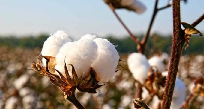 CBN: N44bn disbursed to 200,000 cotton farmers in three years