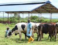 World Milk Day: How young Nigerians are changing the face of dairy sector