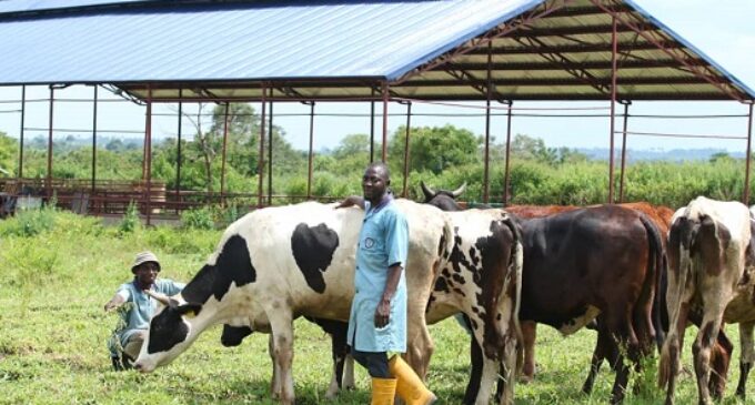 World Milk Day: How young Nigerians are changing the face of dairy sector