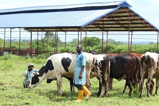 World milk day