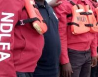 NDLEA arrests 151 ‘drug traffickers’ in Yobe