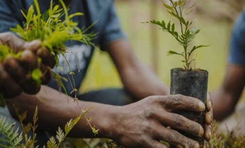Edo kicks off campaign to plant 10 million trees