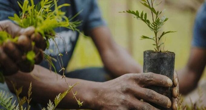 Climate Watch: Urgency of ecosystem restoration, and Kaduna begins tree planting drive