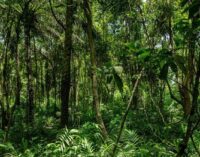 Climate Watch: Nigeria failing in its obligation to protect forests