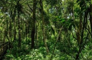 Forests