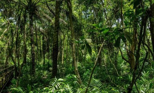 Nigeria failing in its obligation on forest preservation, says rights group