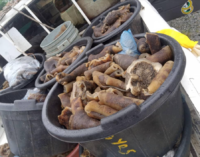 EXTRA: Four arrested in Edo for selling donkey meat (photos)