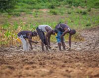 Save the Children: Abduction, killing of farmers worsening food crisis in Nigeria