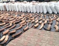 Three arrested as customs intercepts pangolin scales, elephant tusks ‘worth N22bn’ in Lagos