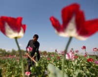 Afghanistan: What the conflict means for the global heroin trade