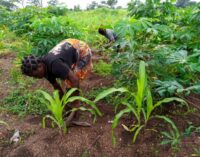 INSIDE STORY: How insecurity is turning Benue farmers into IDPs — and causing spike in price of garri
