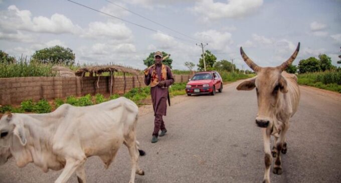 ’21-year jail term for firearm possession’ — inside Lagos’ anti-open grazing bill