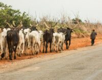 Miyetti Allah: Livestock industry may go bankrupt if bandits continue to attack herders