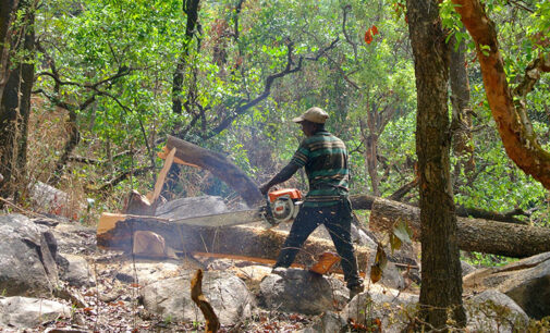 Less food and medicine: How logging is hurting Nigeria’s indigenous people
