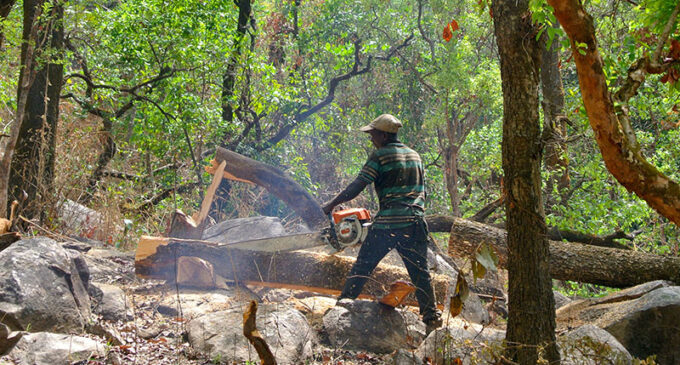 Less food and medicine: How logging is hurting Nigeria’s indigenous people