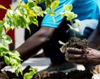 Kenya announces public holiday to plant 100m trees
