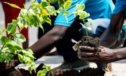 British High Commission launches tree planting campaign in Lagos