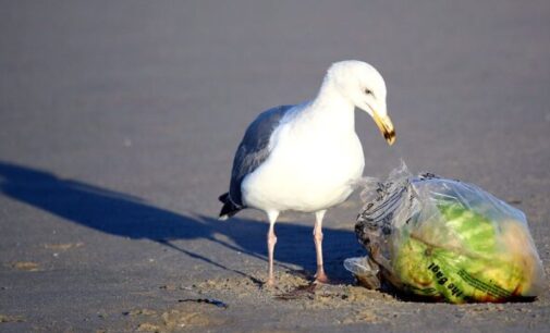 Climate Facts: 99% of seabirds could be eating plastic by 2050