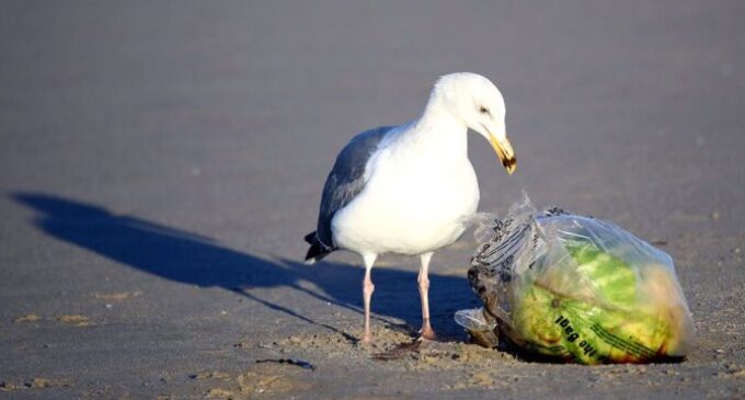 Climate Facts: 99% of seabirds could be eating plastic by 2050