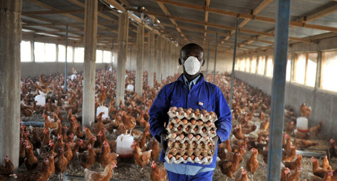 APPLY: How to obtain UK short-term visa for poultry workers, truck drivers