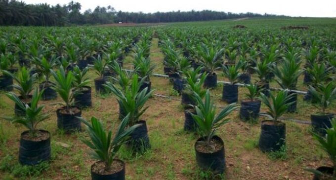 Climate Watch: FG to plant economic trees in desert-prone communities