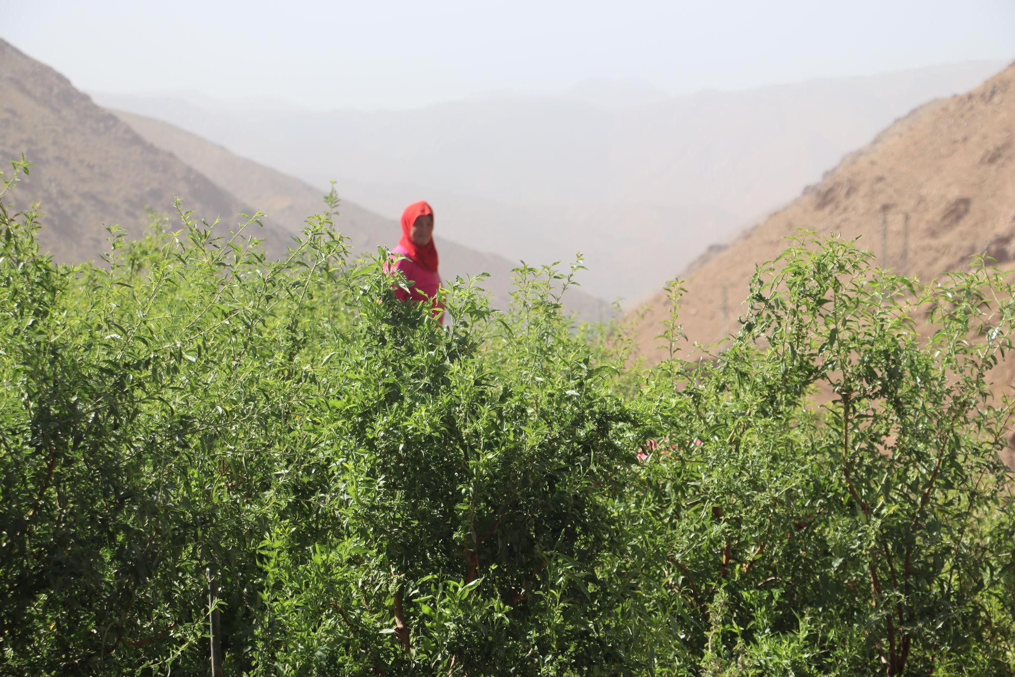The organic fruit tree nursery managed by the members of the Aguerzrane women’s cooperative in the Toubkal municipality of Morocco (Katie Bercegeay, HAF, 2021)
