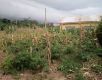 INSIDE STORY: Skill acquisition centre built to empower Ekiti youths turns maize farm