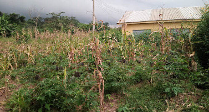 INSIDE STORY: Skill acquisition centre built to empower Ekiti youths turns maize farm