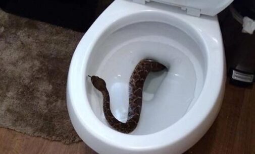 Five ways to keep snakes away from your toilet