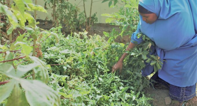 ‘Gardens in homes, schools’ — FG, states mull ‘Operation Feed Yourself’ to tackle malnutrition