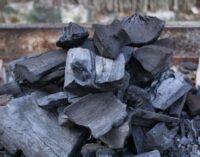 Environmental degradation: Kogi bans charcoal production in ALL LGAs