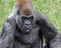 Cross River gorillas could boost local tourism if protected, says wildlife NGO