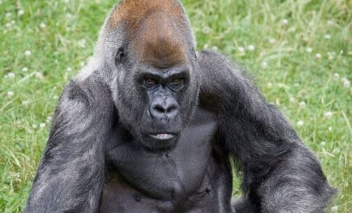Cross River gorillas could boost local tourism if protected, says wildlife NGO