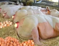 FACT CHECK: Viral image showing cows laying eggs is photoshopped