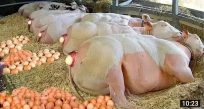 FACT CHECK: Viral image showing cows laying eggs is photoshopped