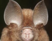 Researchers discover 10 new bat species in Nigeria