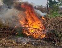 PHOTOS: NDLEA destroys 255 hectares of cannabis farms in Ondo