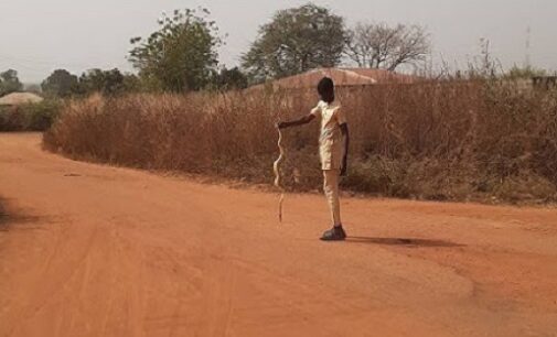Inside Oyo community where snakebites are causing avoidable deaths
