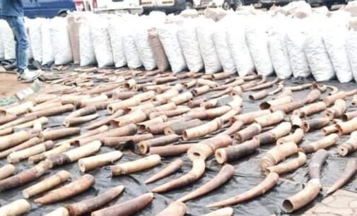 Cameroonian arrested as customs intercepts elephant tusks ‘worth N300m’ in Cross River