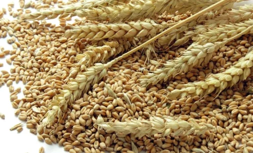 Ukraine to set up grain hubs in Nigeria ‘to boost bilateral ties’