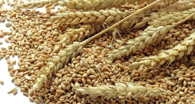 Ukraine to set up grain hubs in Nigeria ‘to boost bilateral ties’